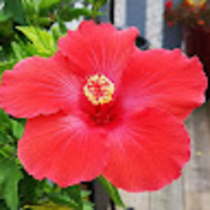 Meet your Posher, Evelyn